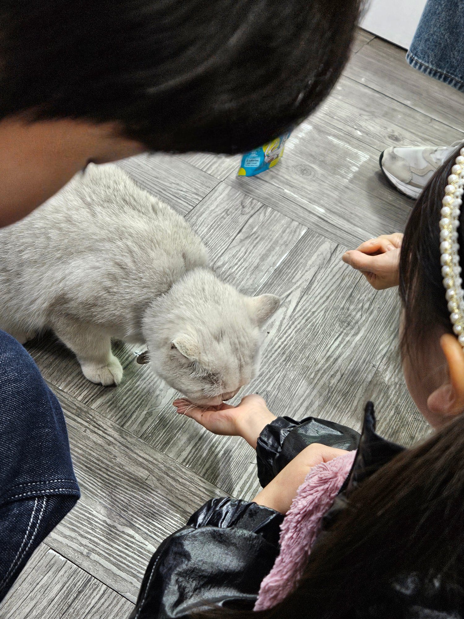 고양이 간식을 손으로 먹이는 아이들