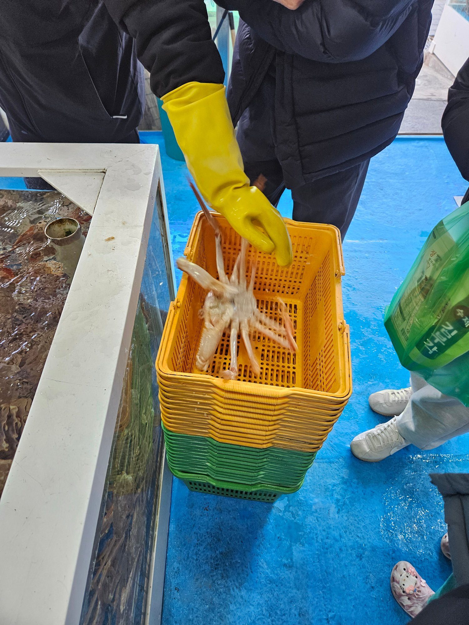 바구니에 담기는 대게