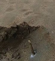 소금을 뿌리자 구멍에서 올라온 맛조개
